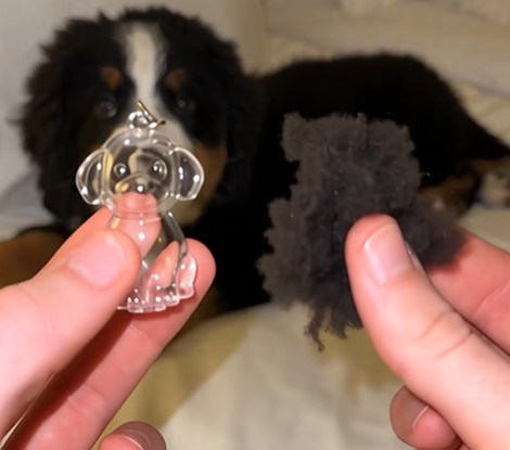 Guarda un poquito de su pelo